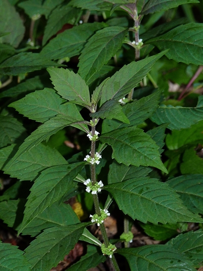 {Lycopus virginicus}